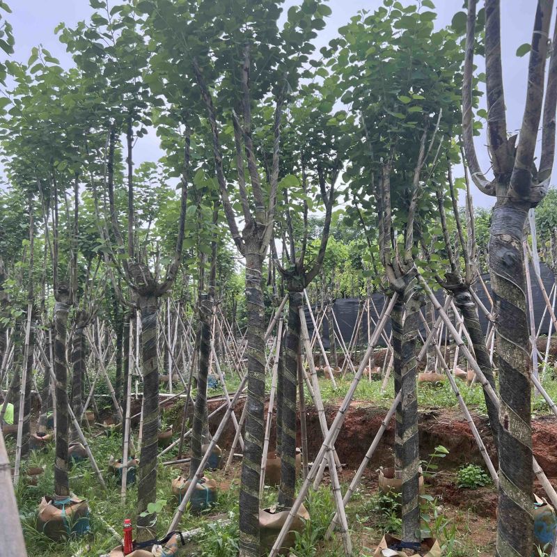 宫粉紫荆米径10到12公分基地直发园林绿化树