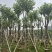 宫粉紫荆米径10到12公分基地直发园林绿化树