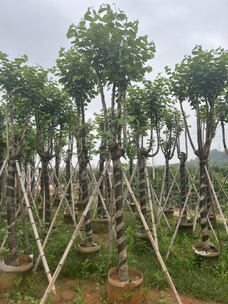 宫粉紫荆米径10到12公分基地直发园林绿化树