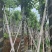 宫粉紫荆米径10到12公分基地直发园林绿化树