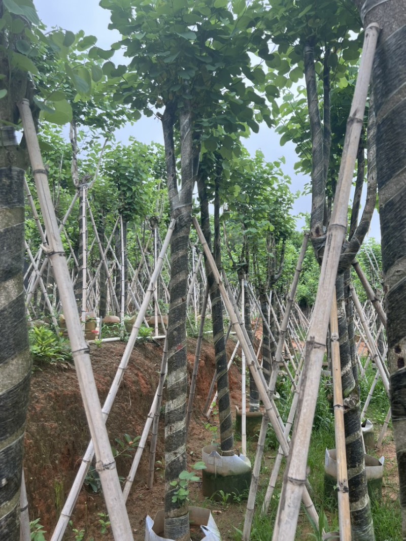 宫粉紫荆米径10到12公分基地直发园林绿化树
