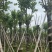 宫粉紫荆米径10到12公分基地直发园林绿化树