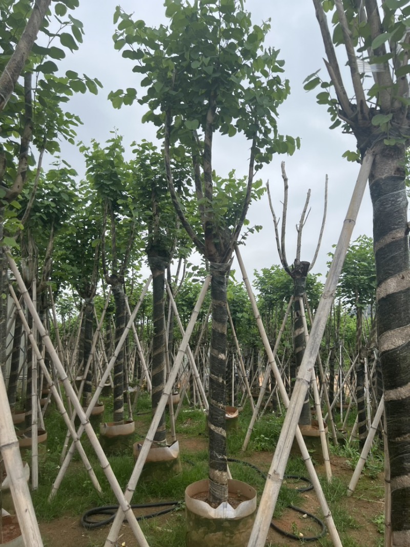 宫粉紫荆米径10到12公分基地直发园林绿化树