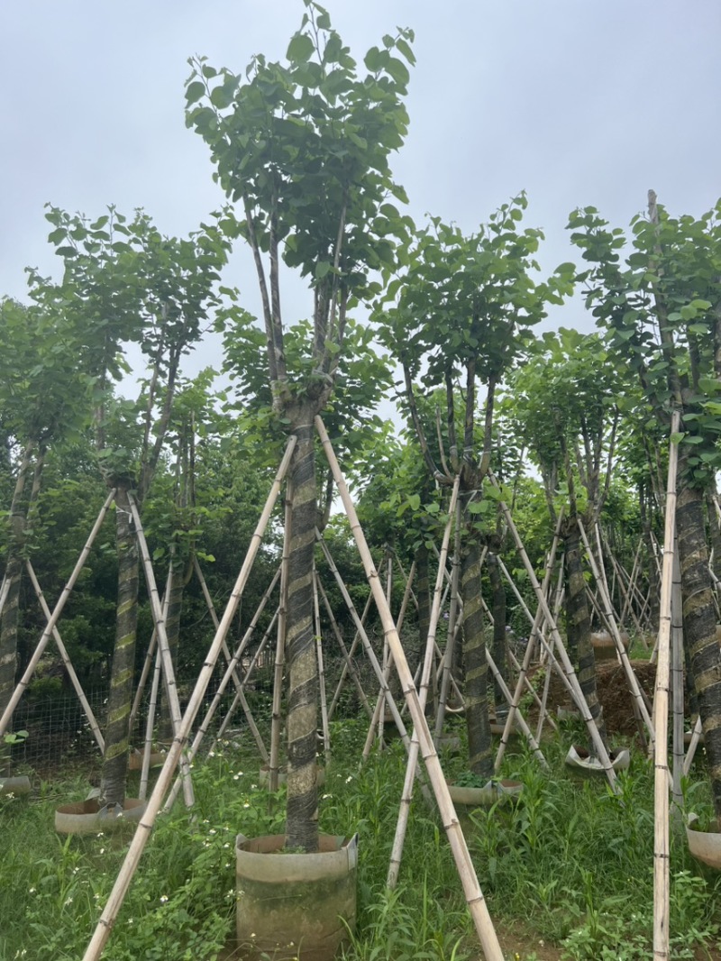 宫粉紫荆米径10到12公分基地直发园林绿化树