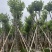 宫粉紫荆米径10到12公分基地直发园林绿化树