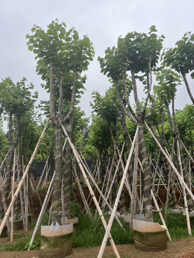 宫粉紫荆米径10到12公分基地直发园林绿化树