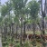 宫粉紫荆米径10到12公分基地直发园林绿化树
