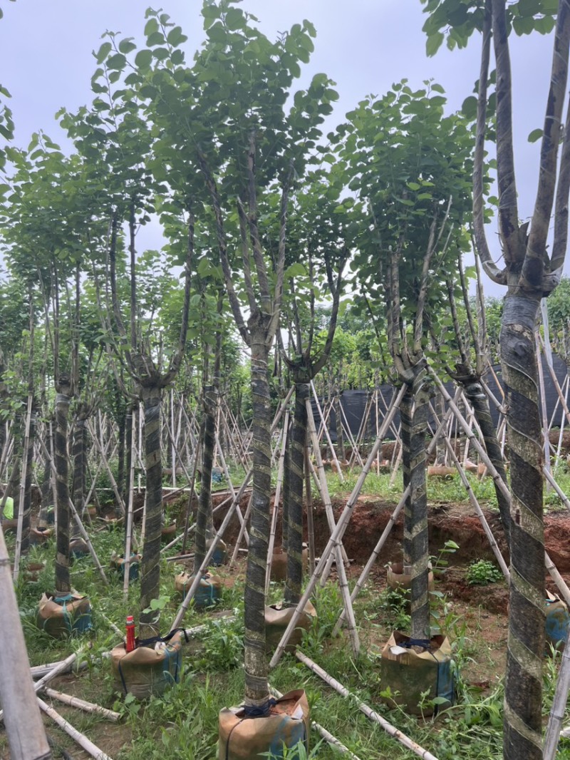 宫粉紫荆米径10到12公分基地直发园林绿化树