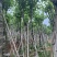 宫粉紫荆米径10到12公分基地直发园林绿化树