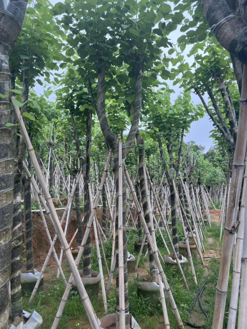 宫粉紫荆米径10到12公分基地直发园林绿化树