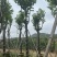宫粉紫荆米径10到12公分基地直发园林绿化树