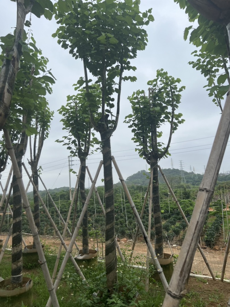 宫粉紫荆米径10到12公分基地直发园林绿化树