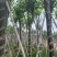 宫粉紫荆米径10到12公分基地直发园林绿化树