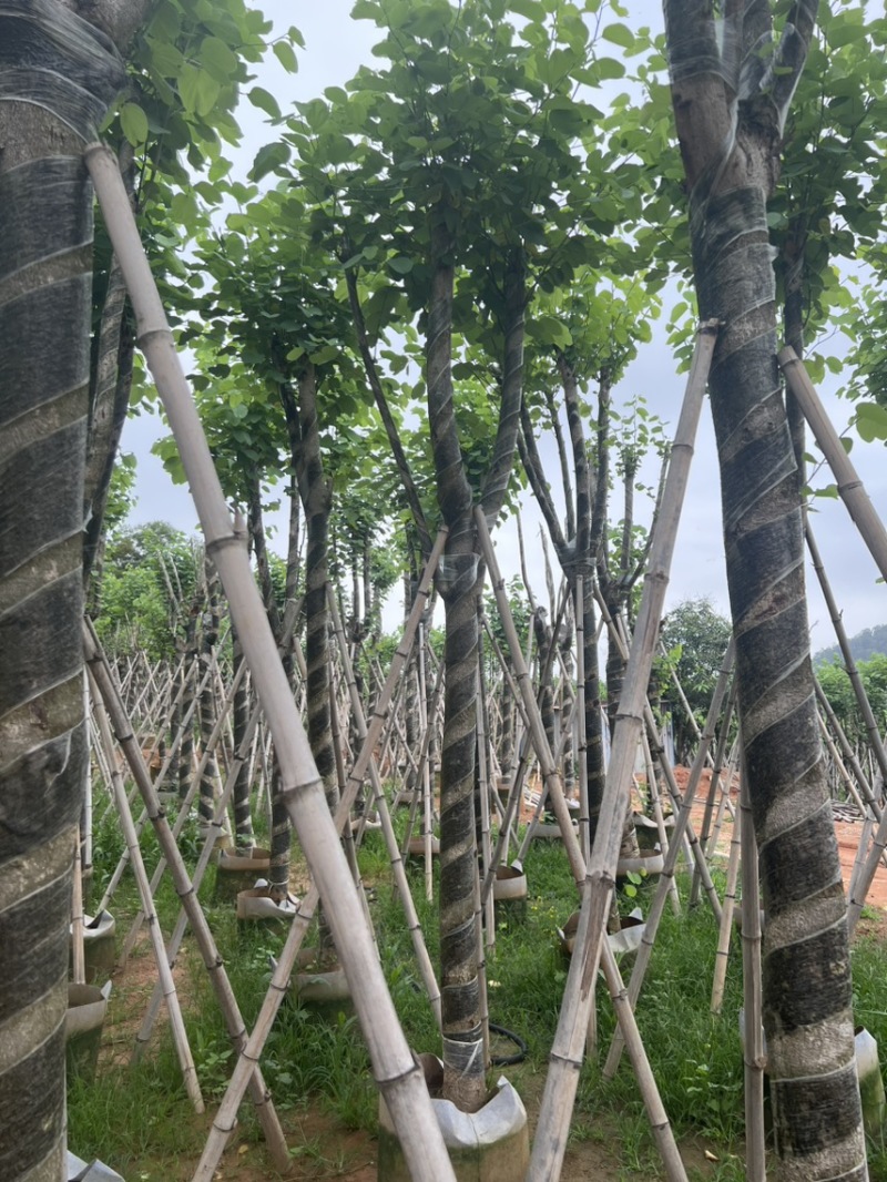 宫粉紫荆米径10到12公分基地直发园林绿化树