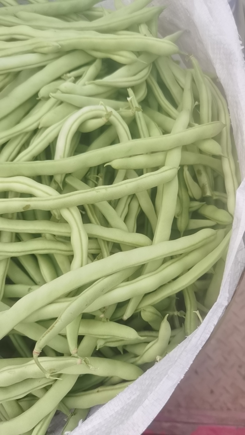 四季豆正在上市中有需要的客户及时联系我！
