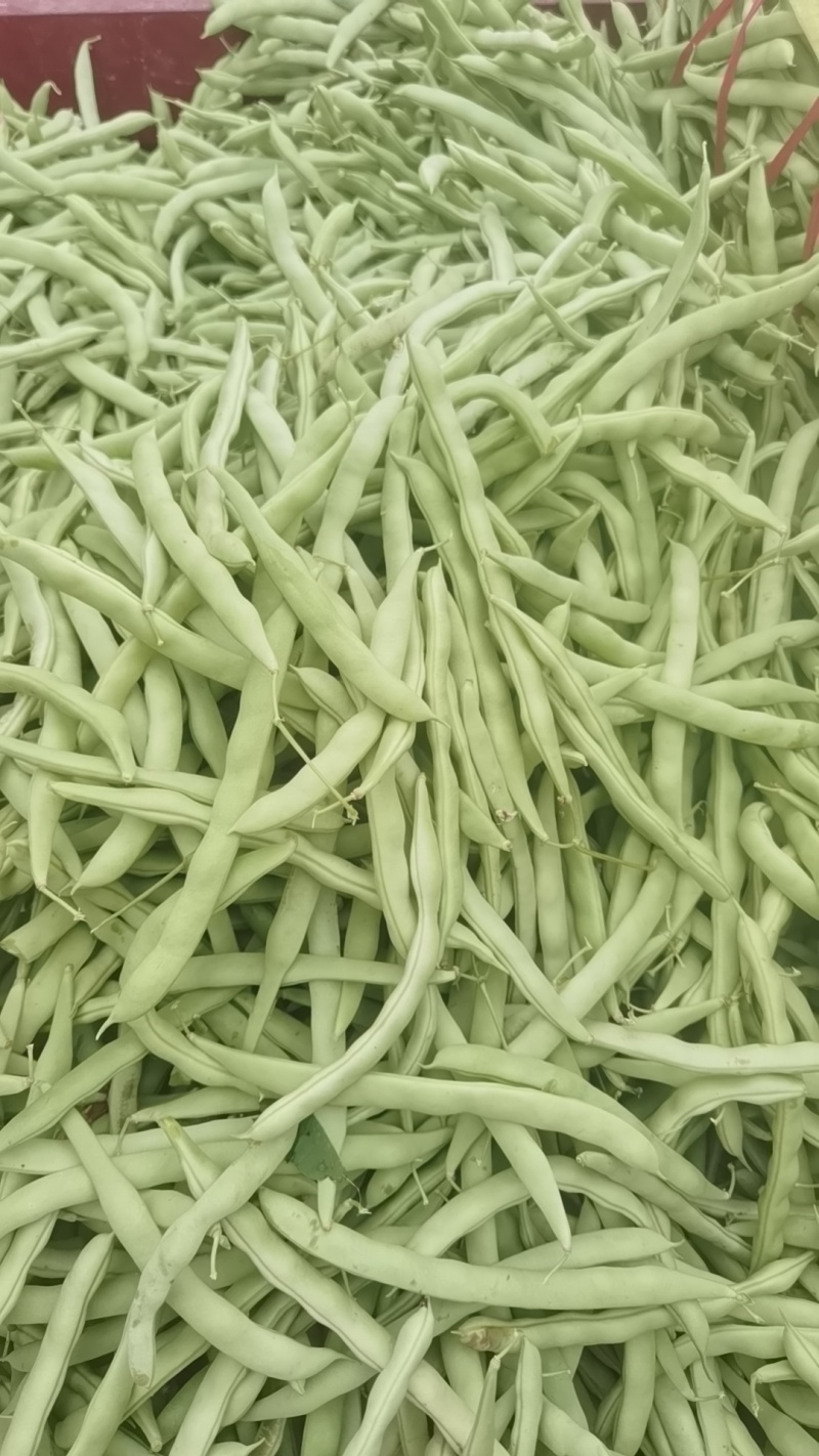 四季豆正在上市中有需要的客户及时联系我！