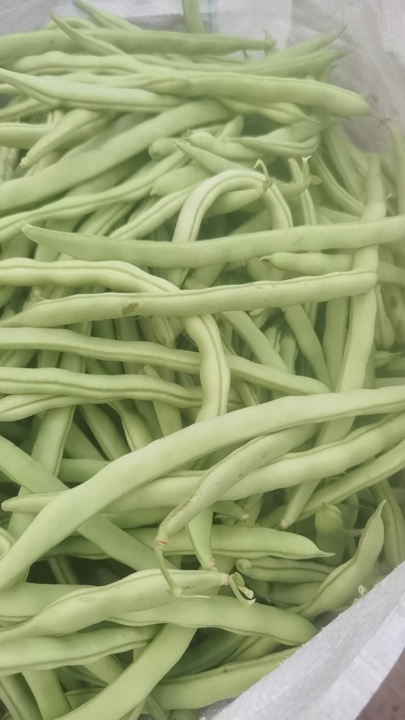 四季豆正在上市中有需要的客户及时联系我！