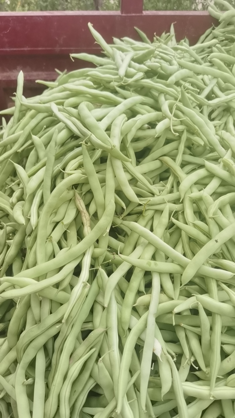 四季豆正在上市中有需要的客户及时联系我！