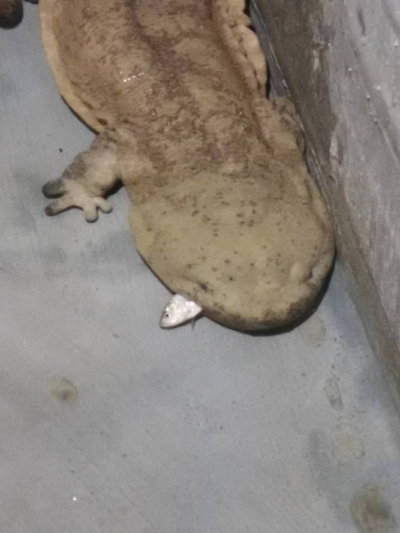 生态养殖，吃鲜活小鱼，喝深井水的富硒娃娃鱼，基地直发