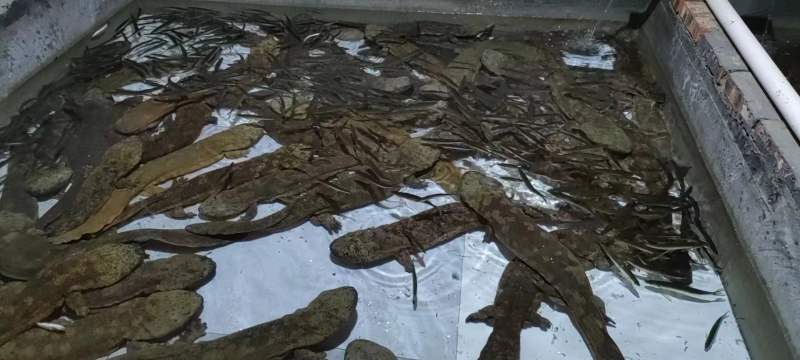 生态养殖，吃鲜活小鱼，喝深井水的富硒娃娃鱼，基地直发