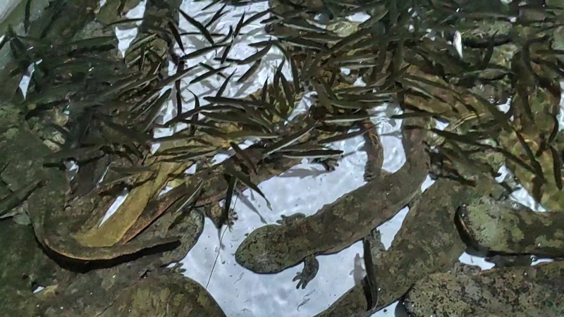 生态养殖，吃鲜活小鱼，喝深井水的富硒娃娃鱼，基地直发