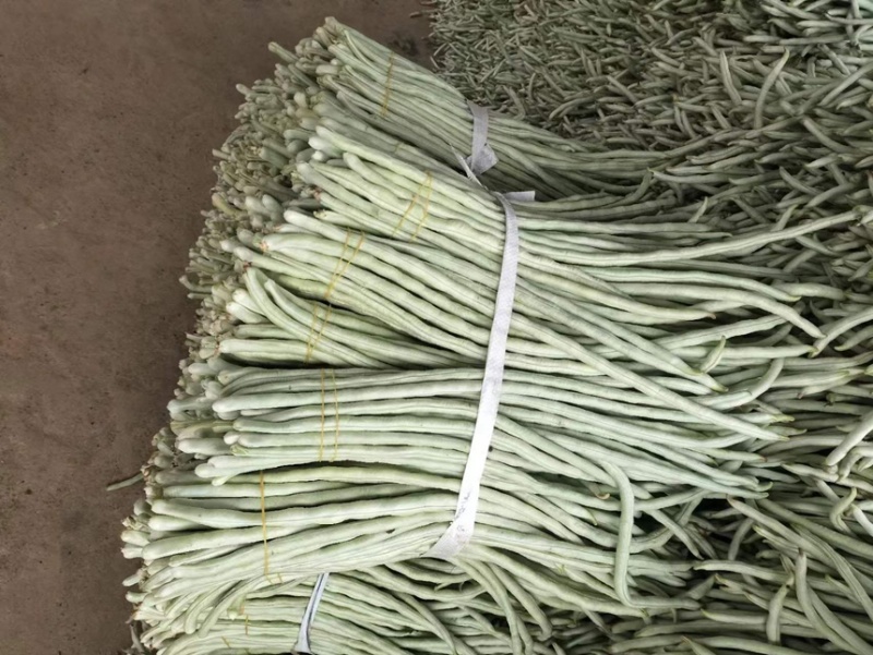 广西白豆角大量上市欢迎各位老板采购