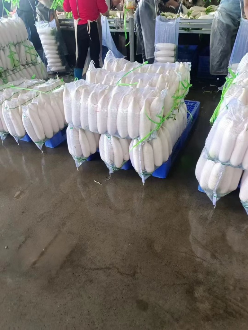 白萝卜产地直供可远程看货量大从优对接全国商超品质好