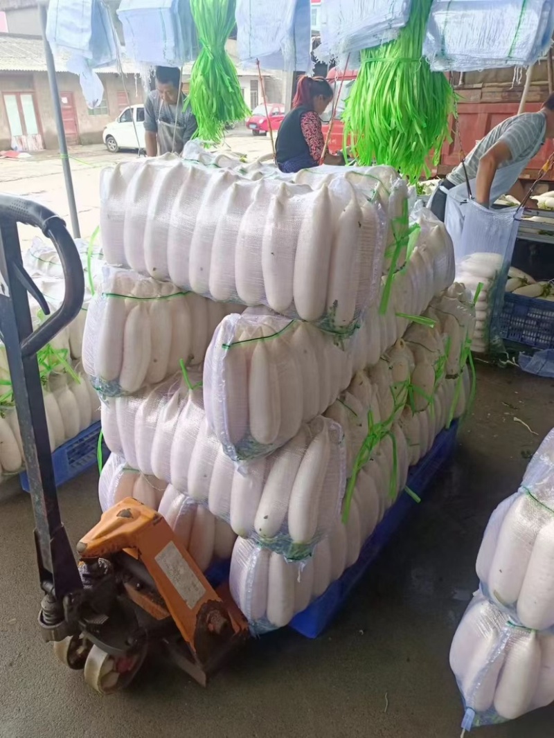 白萝卜产地直供可远程看货量大从优对接全国商超品质好