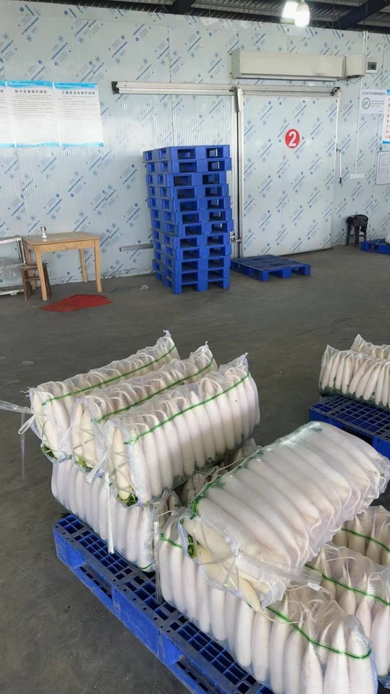 白萝卜产地直供可远程看货量大从优对接全国商超品质好