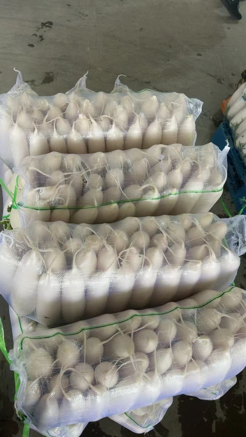 白萝卜产地直供可远程看货量大从优对接全国商超品质好