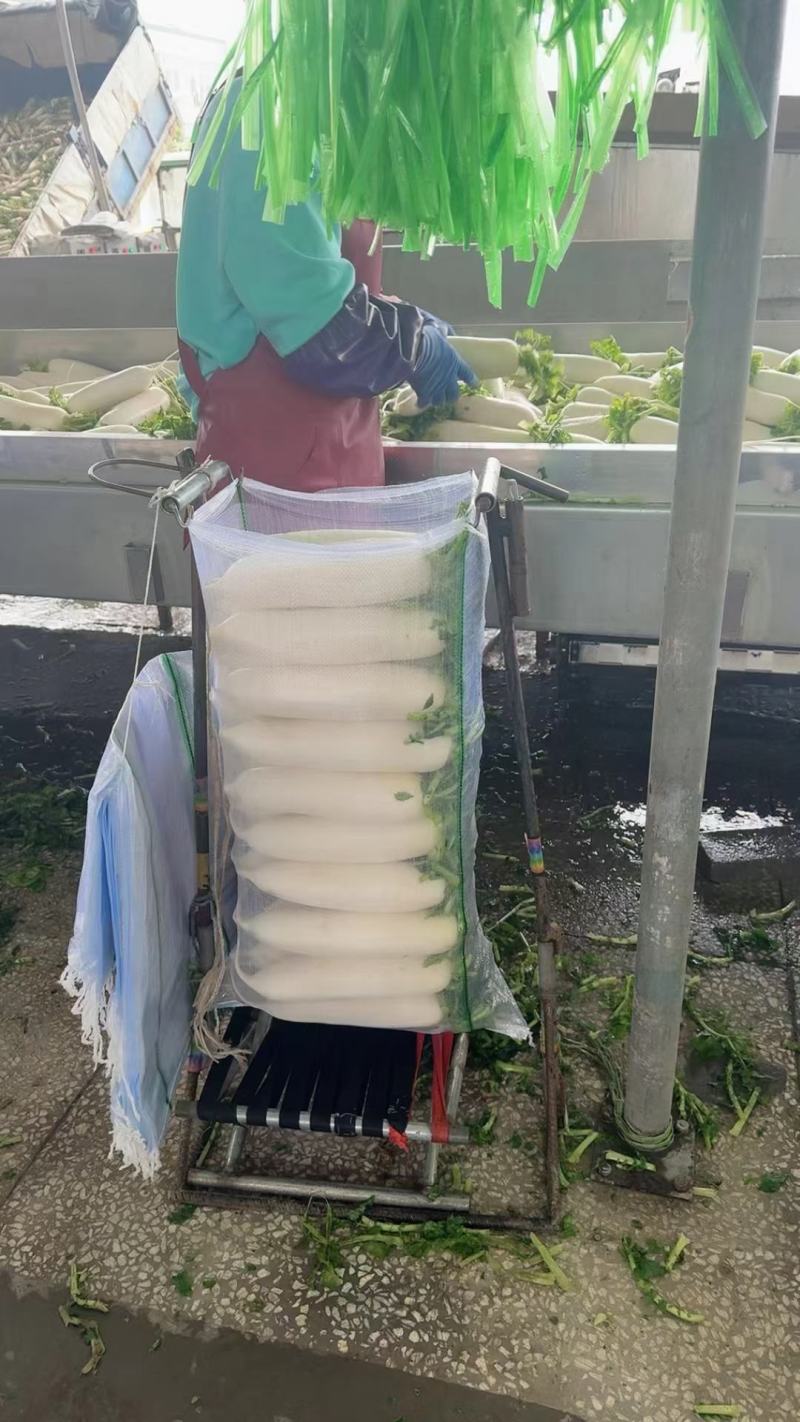 白萝卜产地直供可远程看货量大从优对接全国商超品质好