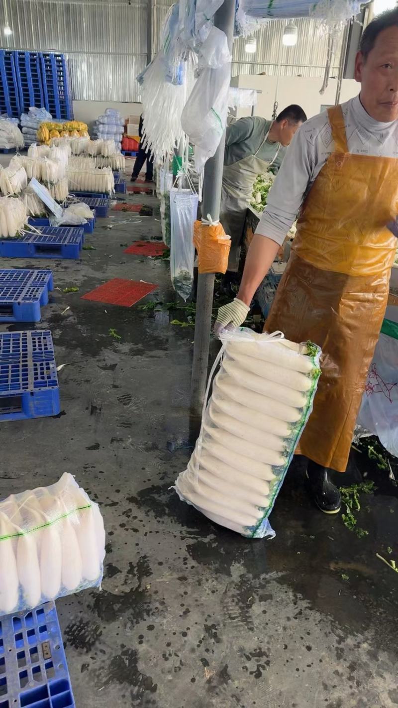 白萝卜产地直供可远程看货量大从优对接全国商超品质好