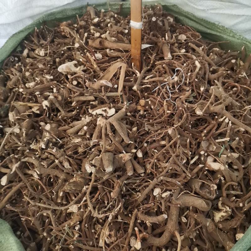 小罗伞中药材全年大量供应，欢迎选购