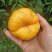 朱砂红，美脆，突围，新西兰，黄桃，蟠桃，油桃，各种桃子代