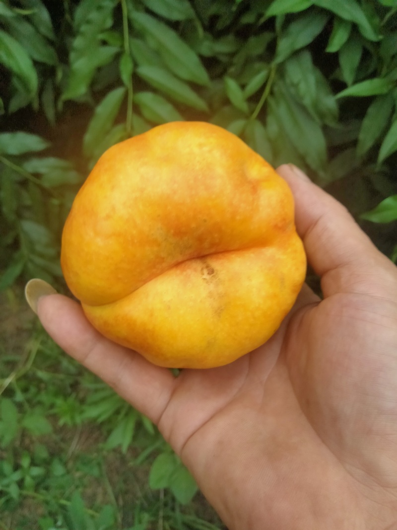 朱砂红，美脆，突围，新西兰，黄桃，蟠桃，油桃，各种桃子代