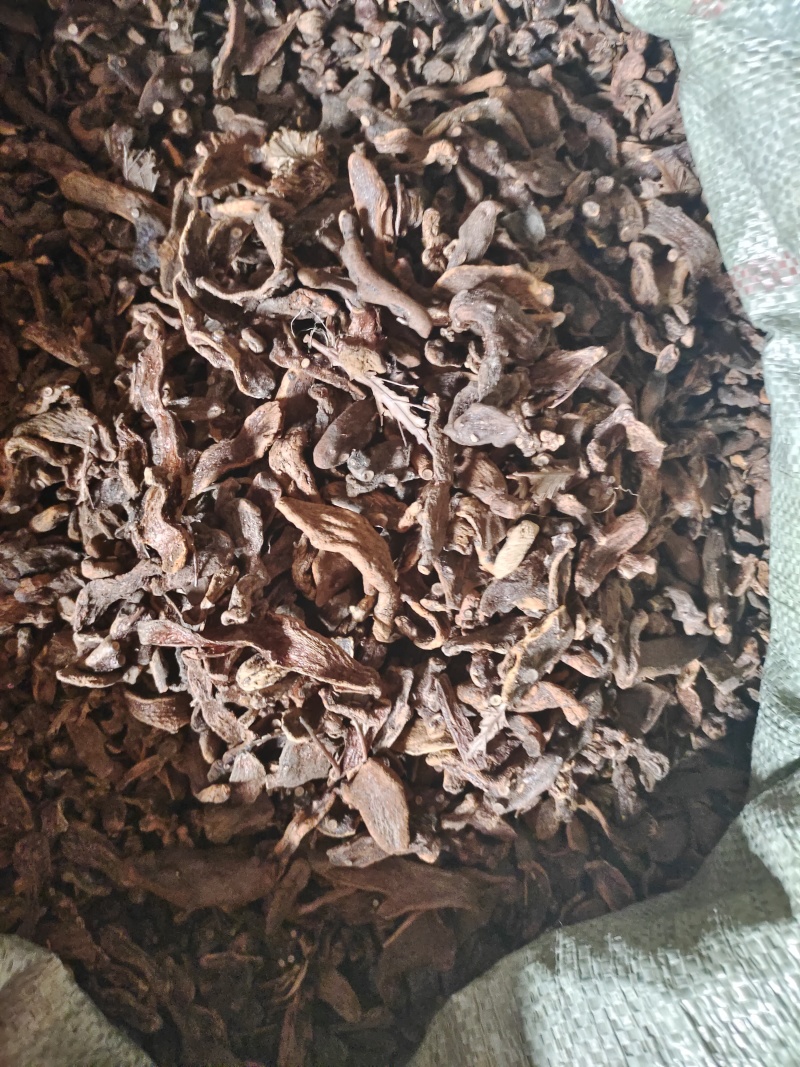 骨碎补中药材，长期供货，量大从优，质量保证，欢迎选购