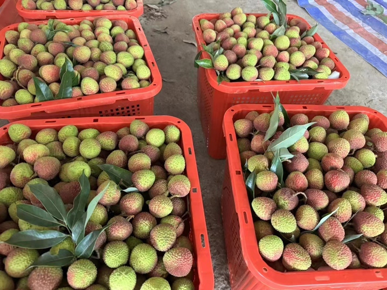 展示2023年桂味与妃子笑荔枝的市场价格波动及销量变化曲线 荔枝销售趋势图