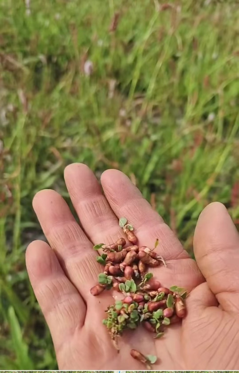 专营草血竭种子纯新货，颗粒饱满，发芽率95%！