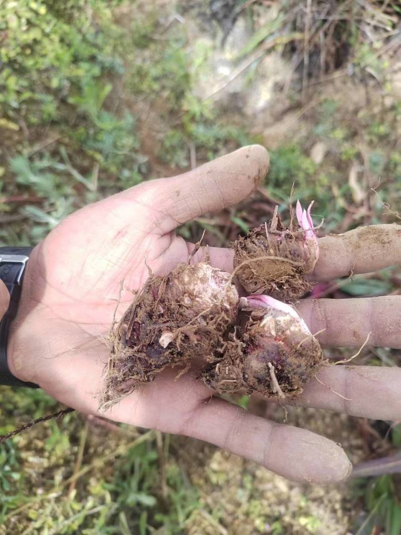专营草血竭种子纯新货，颗粒饱满，发芽率95%！