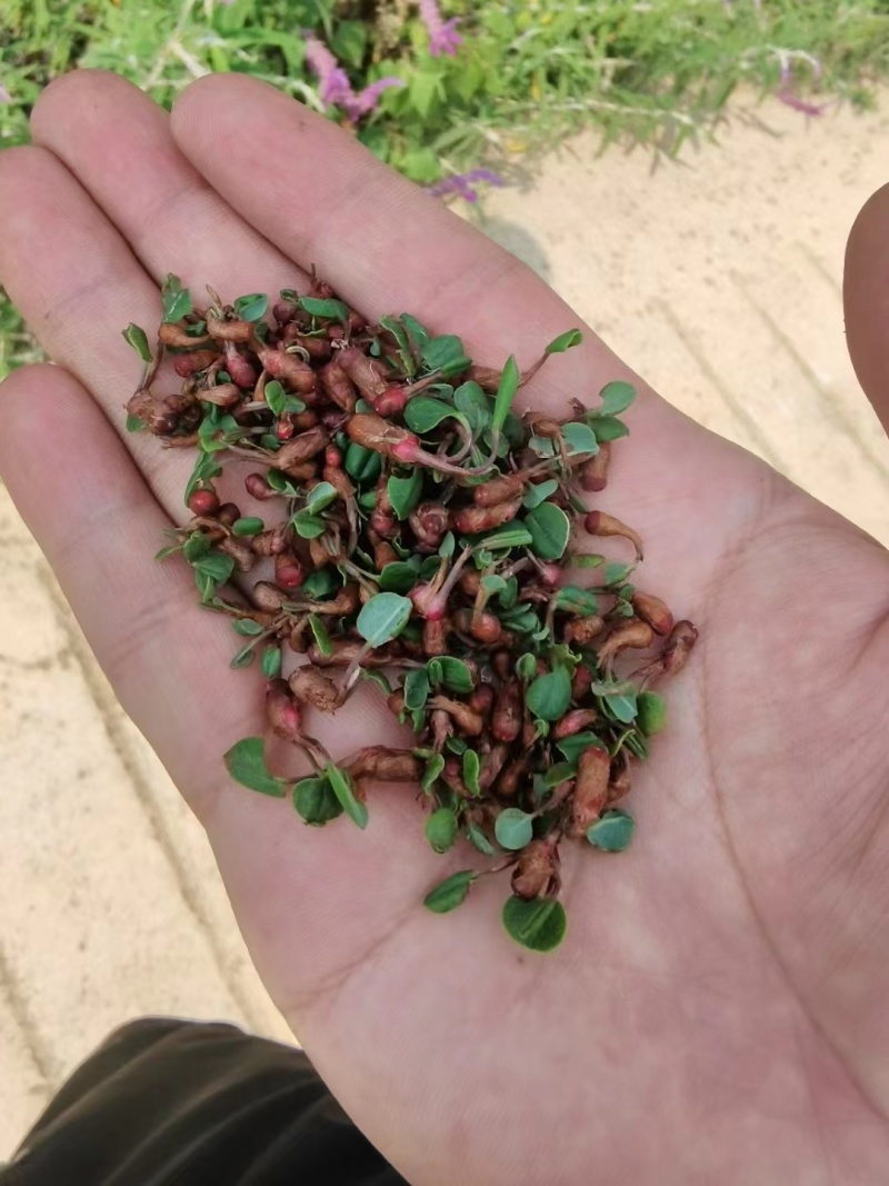 专营草血竭种子纯新货，颗粒饱满，发芽率95%！