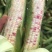 花糯玉米/676花玉米/甜加糯