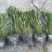 黄金菊大杯，货源充足，品质保证，价格优惠，欢迎订购。