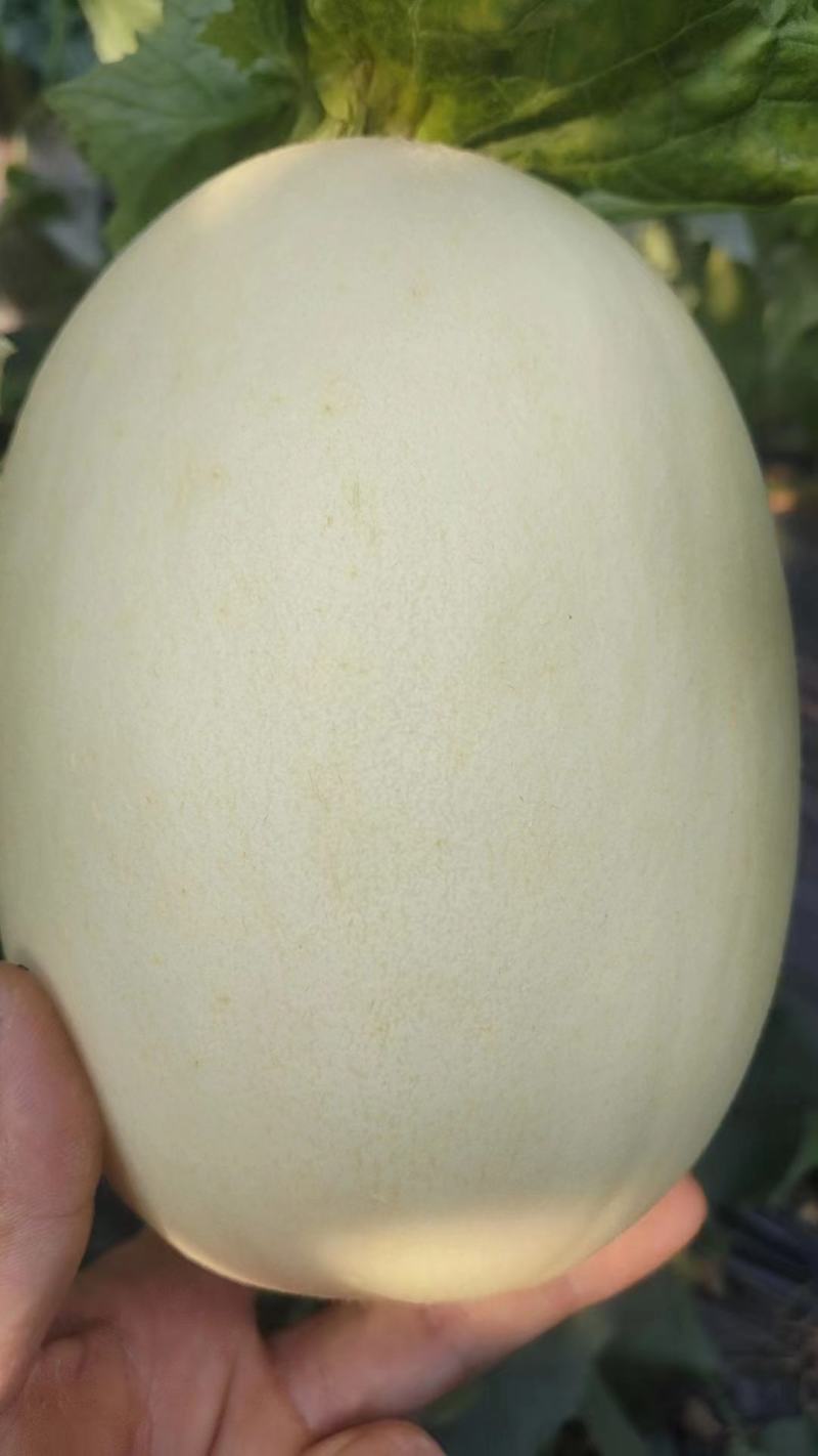 哈密瓜