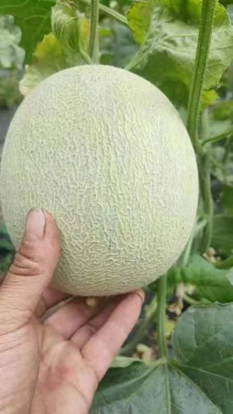 哈密瓜