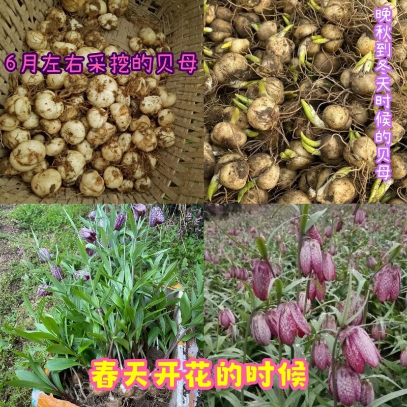 贝母新鲜现挖现发2024年可代办代收湖北贝母