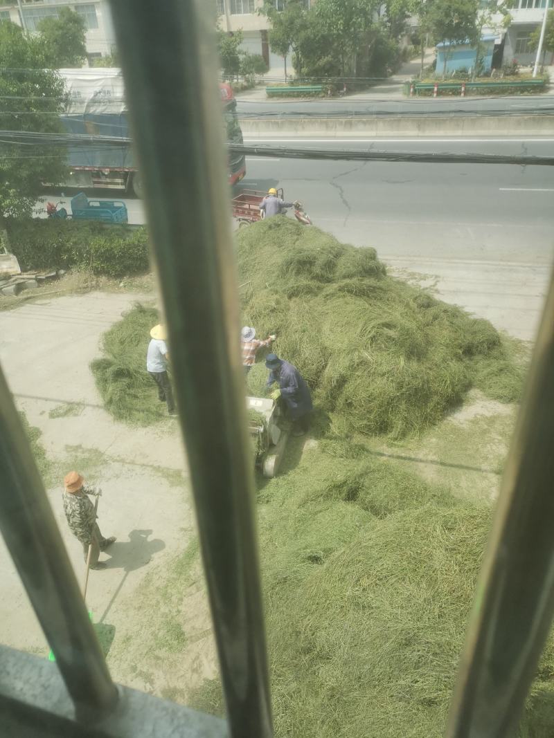 头茬半枝莲片子