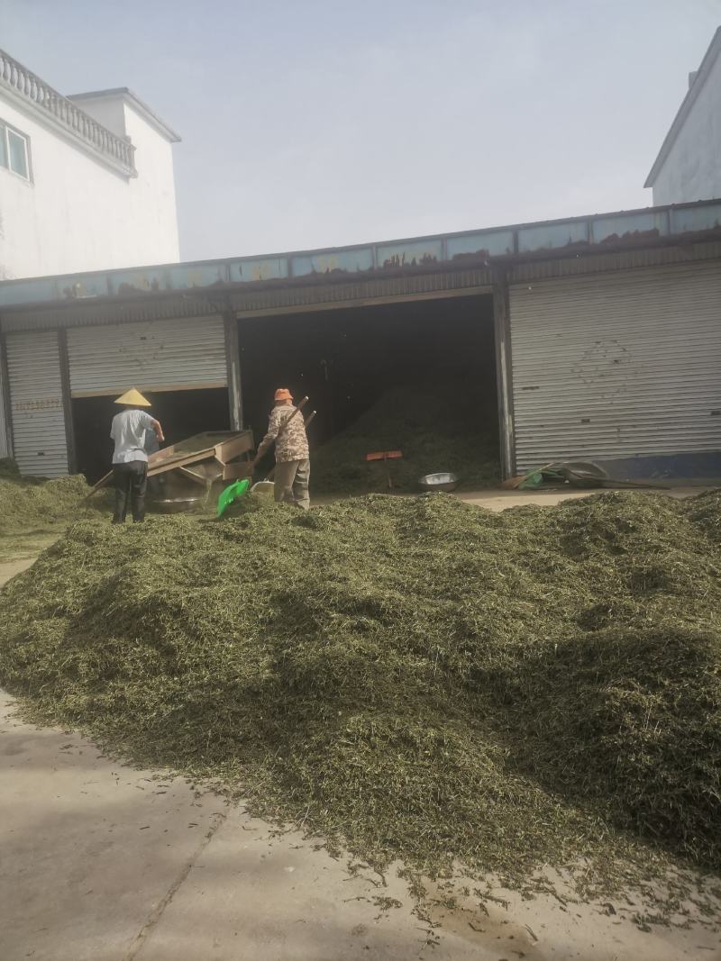 头茬半枝莲片子