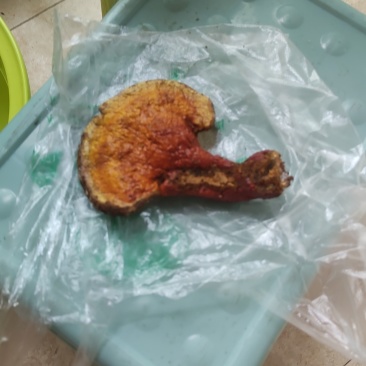 纯野生赤灵芝