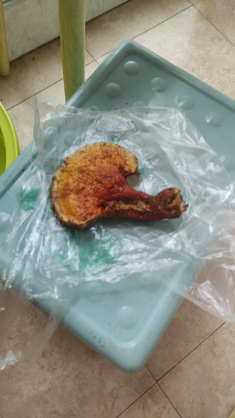 纯野生赤灵芝