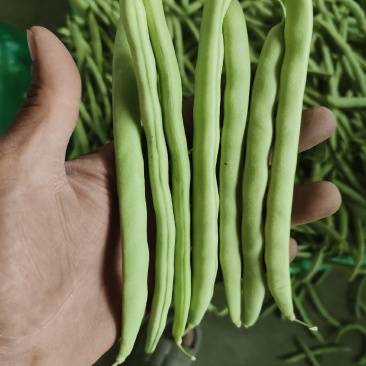 四季豆大棚刀豆15～20厘米大量供应